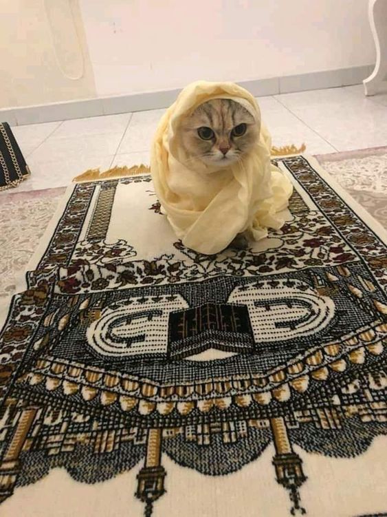 113. PP Kucing Islam