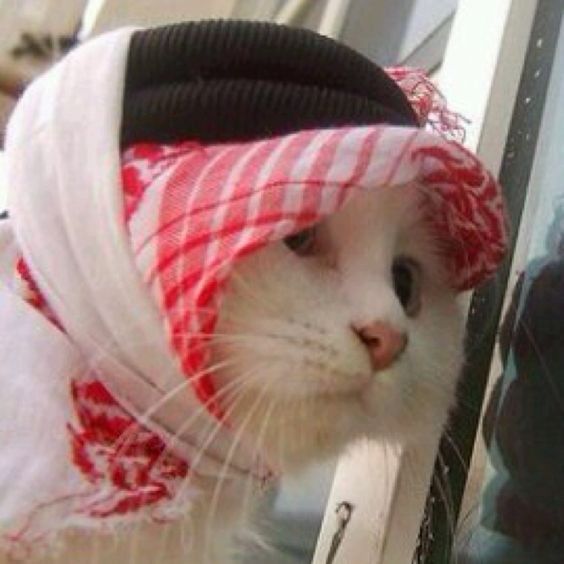 114. PP Kucing Islam