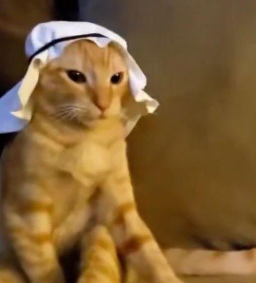 120. PP Kucing Islam