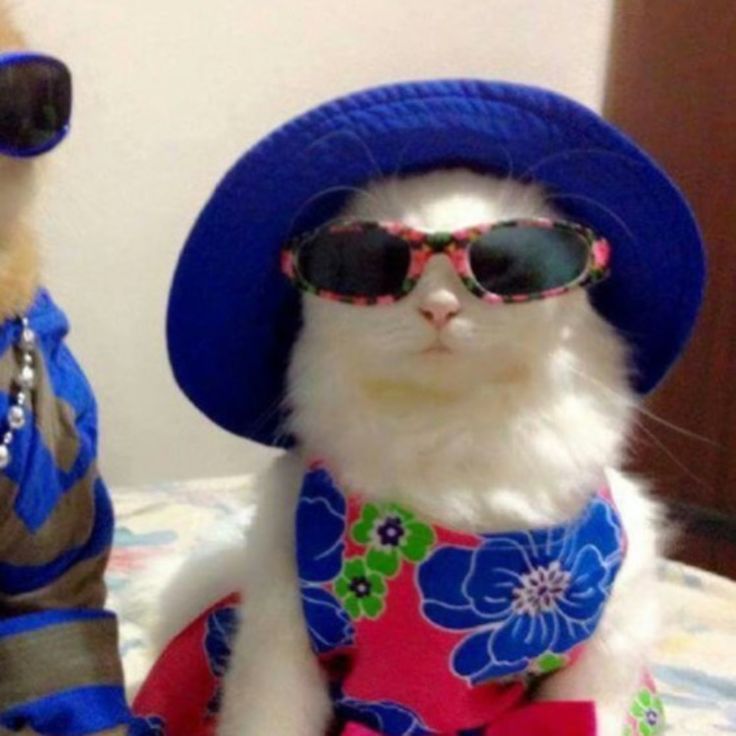 29. PP Couple Kucing Kacamata