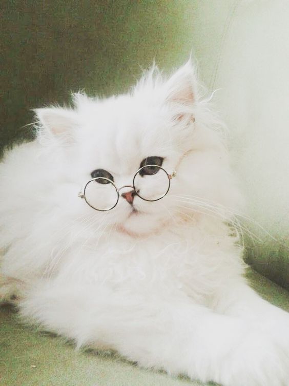 93. PP Kucing Putih