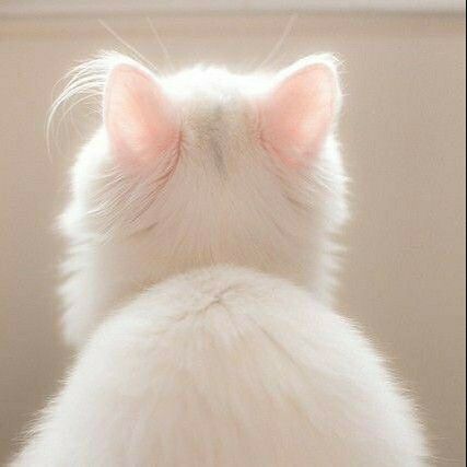 94. PP Kucing Putih