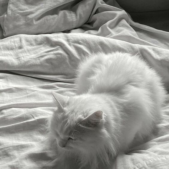 99. PP Kucing Putih