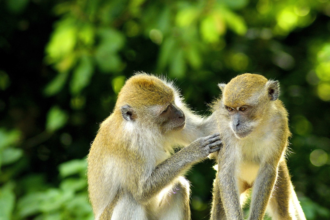 3. Kenapa Monyet Lagi Panco Viral